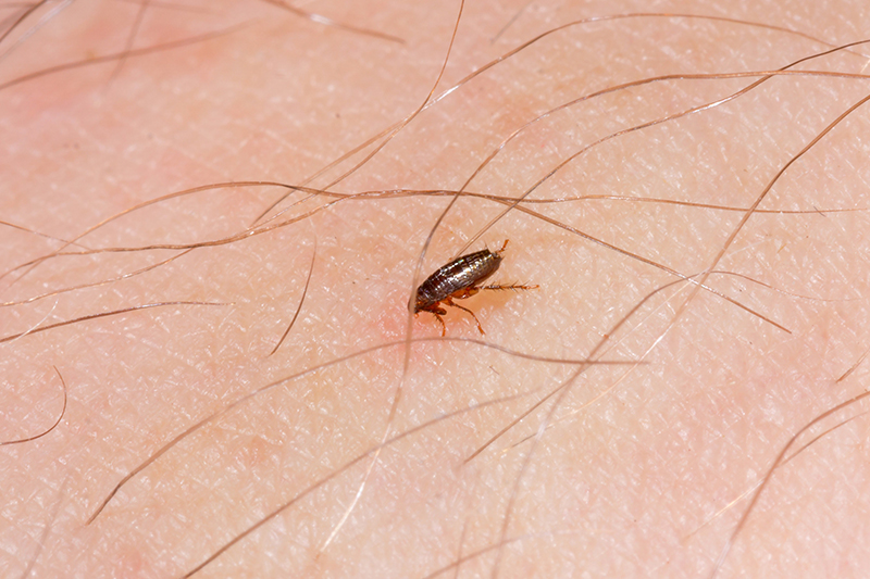 Flea Pest Control in Halifax West Yorkshire