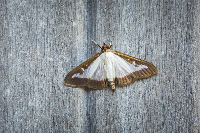 Moth Pest Control in Halifax West Yorkshire